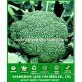 NBR021 Senme Guangzhou brocolli seeds company, seeds for sale